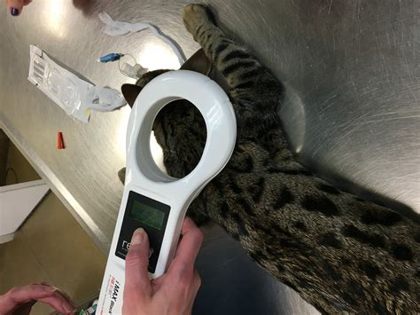 microchip testing for pets